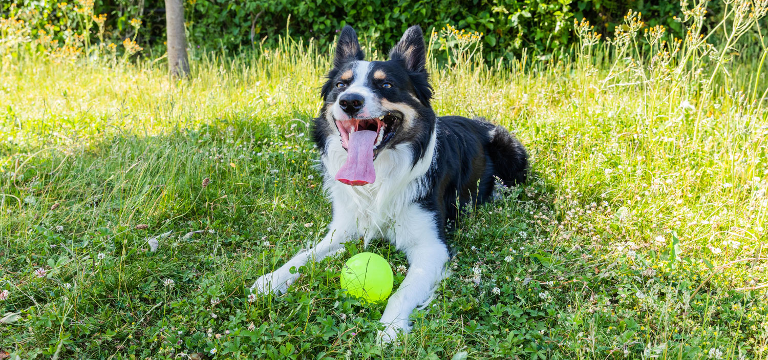 vol de chien jardin.jpg